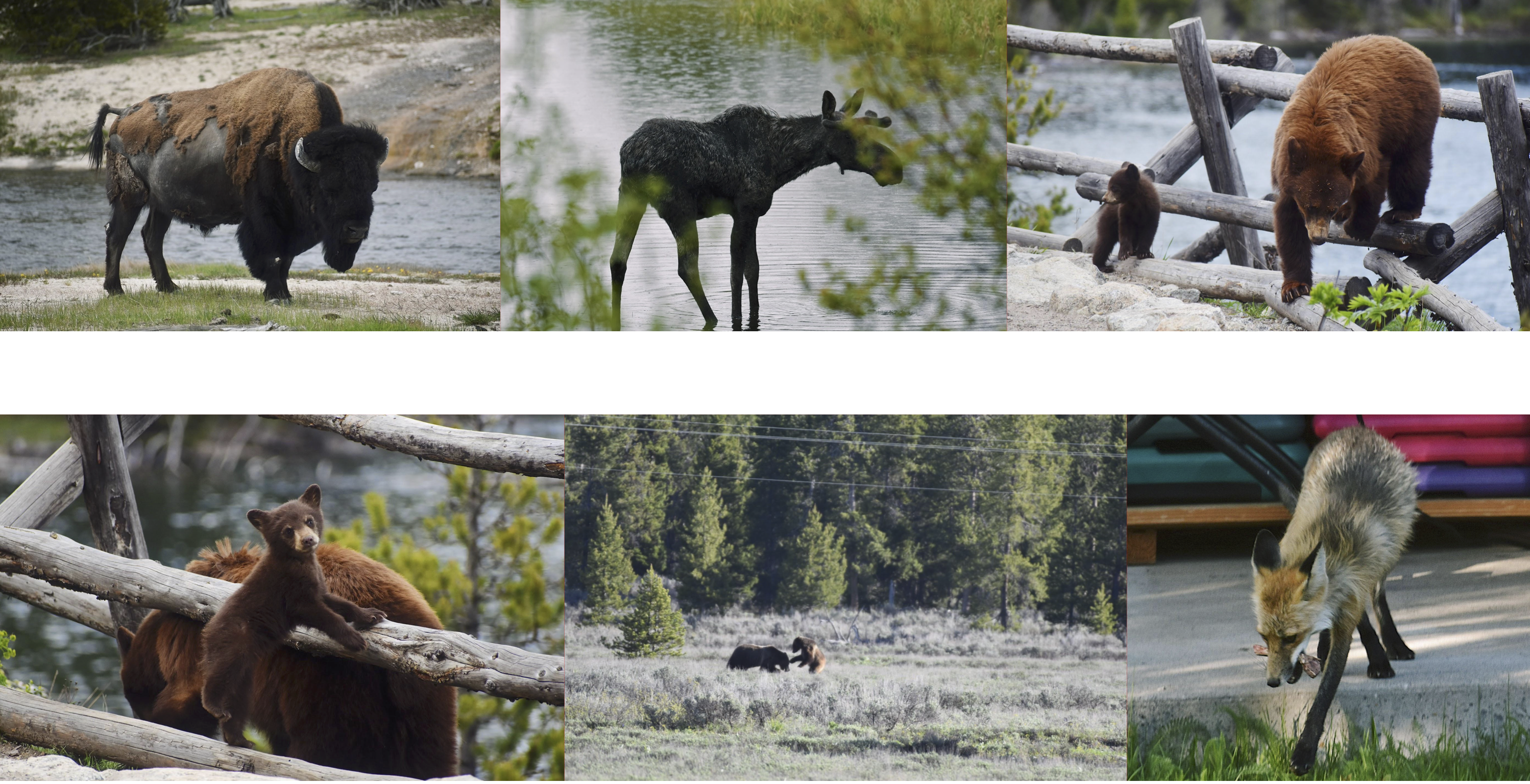 Teton wildlife